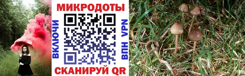 что такое наркотик  Петров Вал  Псилоцибиновые грибы Psilocybine cubensis 